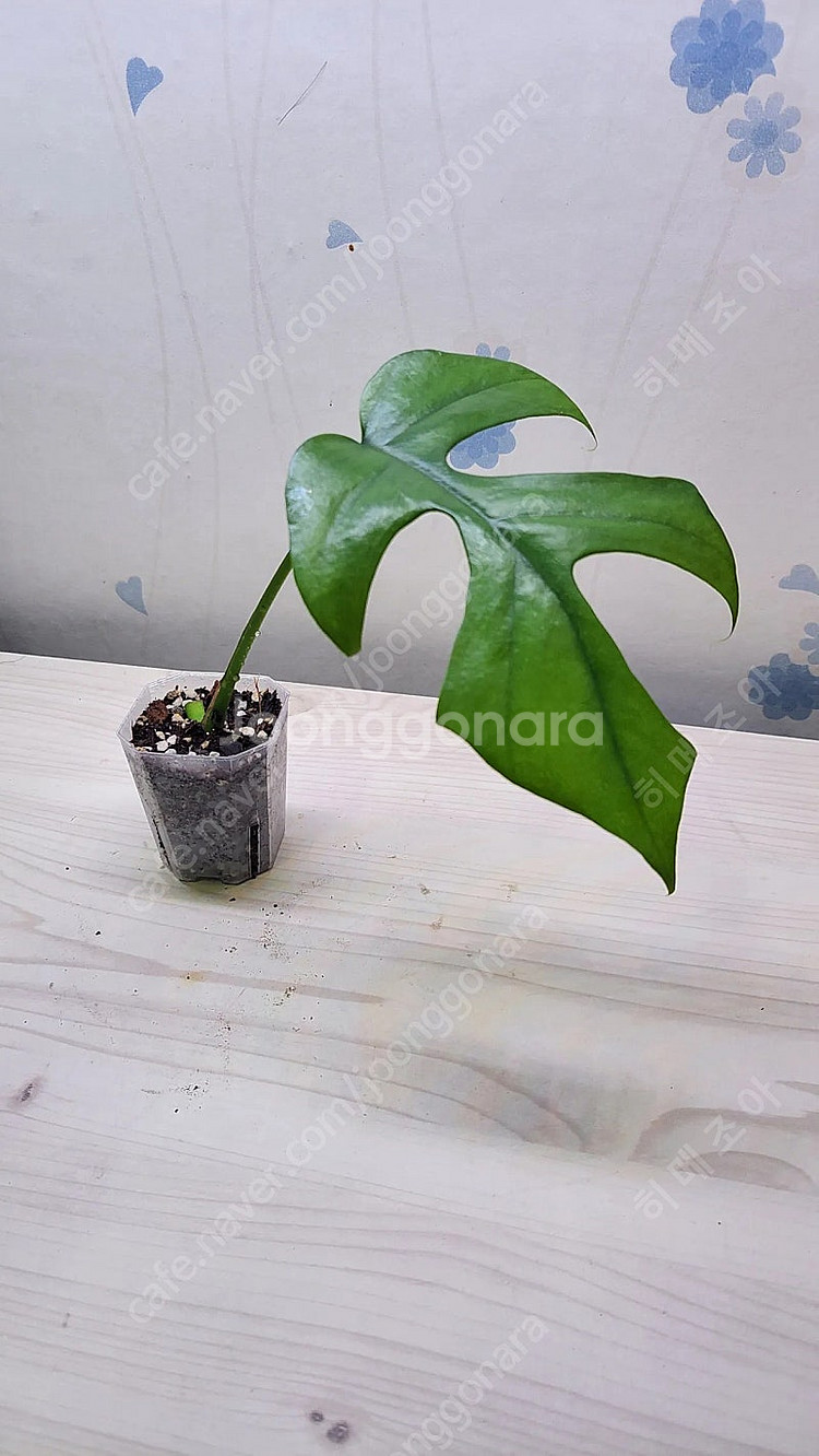 옐로우히메,베놈,화이트민트히메,무늬히메,풀민트히메,실버클라우드 등등 여러 희귀식물 분양해요--4